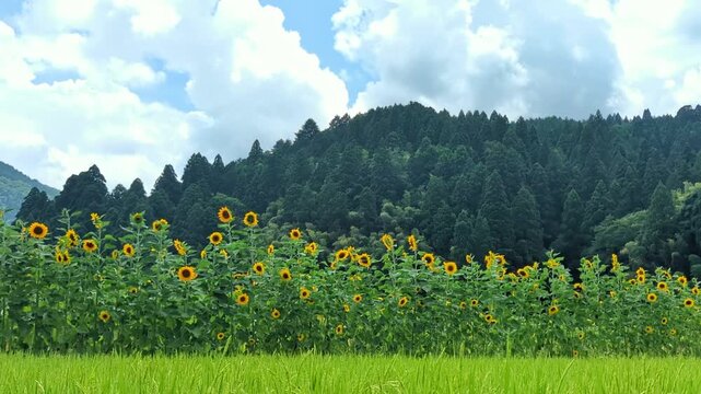 コピースペースのある青空と山々を背景に咲く夏のひまわり畑の風景