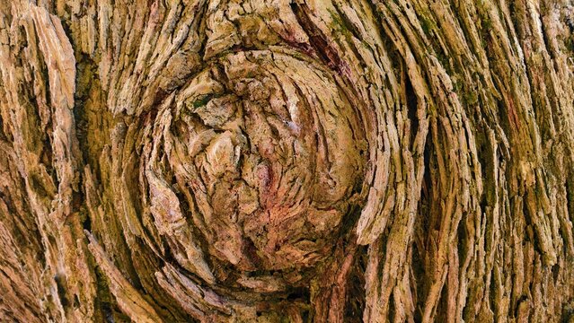 tree bark texture