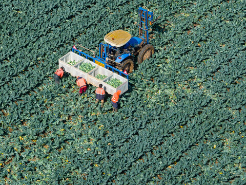 Aerial view of a tractor and workers picking vegetables in a market garden field