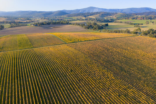 Aerial view of a hillside vineyard with grapevines covered in golden Autumn leaves