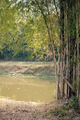 Fototapete Badezimmer Serene bamboo grove illuminated by sunlight on the dry bank of a calm rural pond.  © FdaxssPhotos