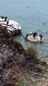 Baikal seals, also known as Pusa sibirica, resting on a rock in the clear waters of Lake Baikal. The seals are enjoying the sun and a peaceful morning at their habitat.