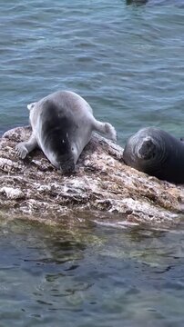 Observe the Baikal seals as they bask on a rock at the edge of Lake Baikal on a pleasant afternoon. Some seals are enjoying a swim in the cool Siberian water.