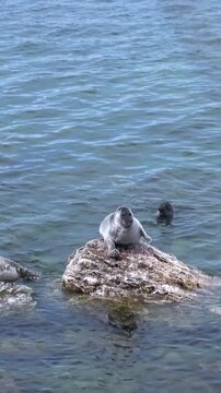 Observe a cute Baikal seal, Pusa sibirica, basking in the sun on rocky outcrops of Lake Baikal. After relaxing, it dives back into the crystal-clear waters with a splash. Peaceful day.