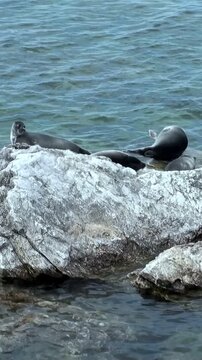 Baikal seals, also known as Pusa sibirica, bask in the afternoon sun on the rocky shores of Lake Baikal. These endemic freshwater seals are enjoying a peaceful moment.