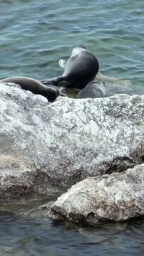 In Lake Baikal, a group of Baikal seals, also known as Pusa sibirica, lounge on rocks close to the shore. The seals seem calm and relaxed, enjoying a sunny day in their natural habitat.