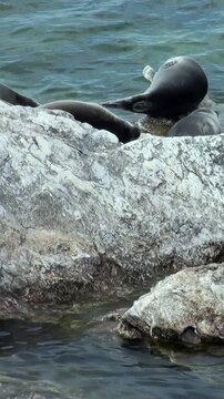 Observe the endemic Baikal seals, or Pusa sibirica, basking in the sun near Lake Baikal's rocky shoreline. These seals relax, socializing near the water's edge, under the bright afternoon sun.
