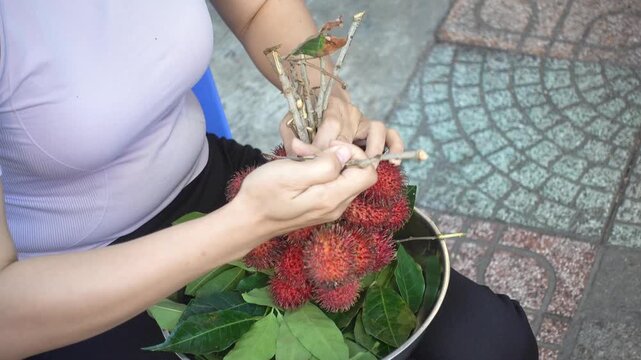 Female hands sorting very fresh red rambutan fruits in a metal bowl with green leaves. Symbolizes tropical agriculture and healthy eating. Ideal for street market and travel content today
