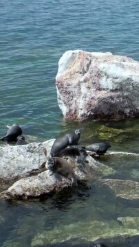 A group of Baikal seals, also known as Pusa sibirica, are resting on rocks in Lake Baikal during a bright summer day. Some seals are swimming in the lake near the rock formations.