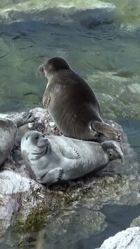 Baikal seals relax and bask on the rocks along the shore of Lake Baikal on a sunny day. The Pusa sibirica enjoys the peaceful waters and a safe place to rest in their natural habitat.
