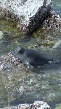 A Baikal seal, also known as a Pusa sibirica, enjoys some time resting on rocks near the shore. The seal briefly basks in the sun before slipping back into the refreshing waters of Lake Baikal.