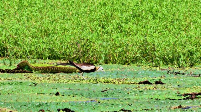 Pheasant-tailed Jacana on Euryale Leaves