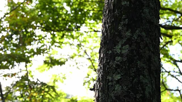 雨上がりの森、木漏れ日の玉ボケと立ち上る水蒸気