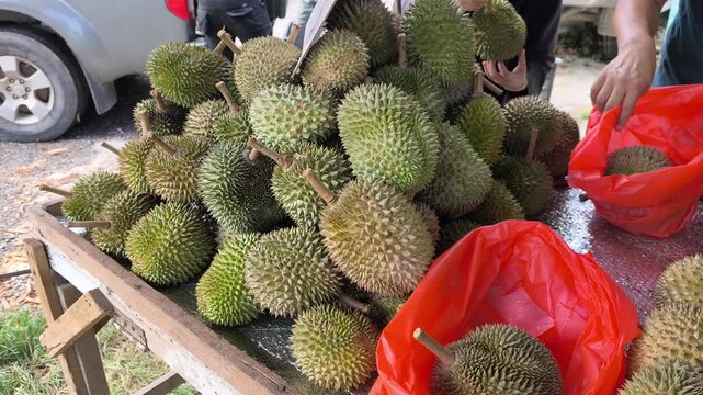 A pile of fresh durians is displayed on a sales table at a local market stall. Customers can choose their preferred fruit. These farm fresh fruits feature sharp spiky green husks.