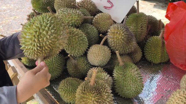 A pile of fresh durians is displayed on a sales table at a local market stall. Customers can choose their preferred fruit. These farm fresh fruits feature sharp spiky green husks.