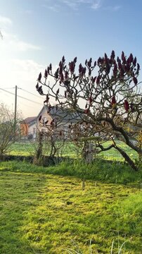 Morning sunlight over rural French village garden with Staghorn sumac tree and houses