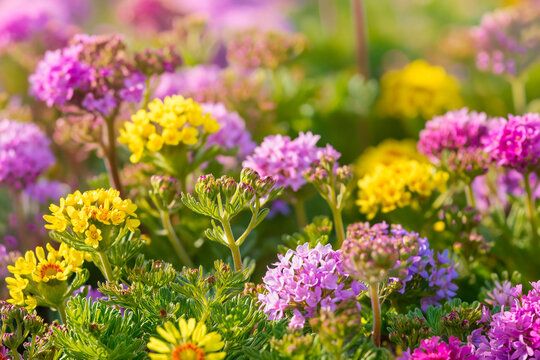 field of purple flowers