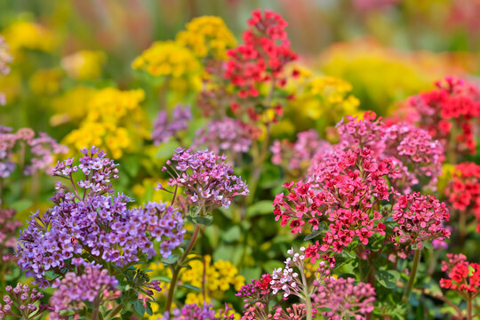 flowers in the garden