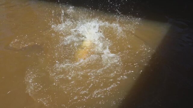 Struggling Arapaima gigas fish caught in fishing line