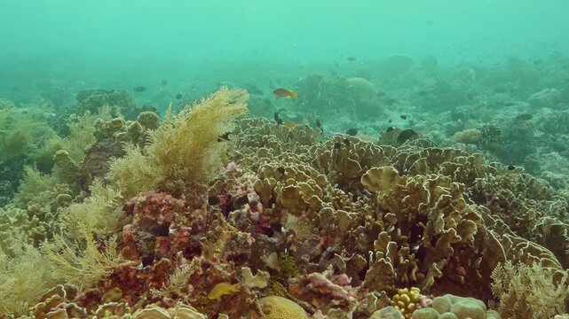 Slow sunlight illuminates a hidden underwater wilderness where tropical fish swim among intricate coral formations within the clear blue waters of the Banda Sea during a calm afternoon in Indonesia.