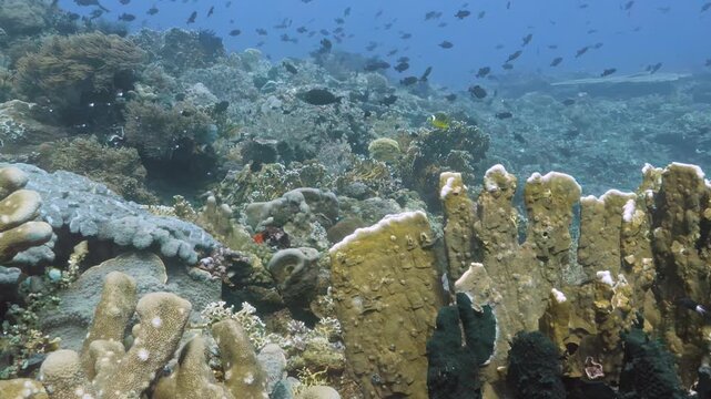 Sunlight filters through clear water as schools of fish dance over intricate coral formations hidden deep beneath the surface of the tropical Banda Sea in Indonesia during a bright morning exploration