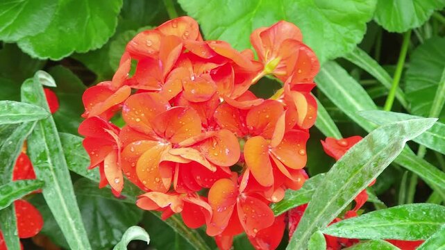 Peach color geranium flowers and ivy