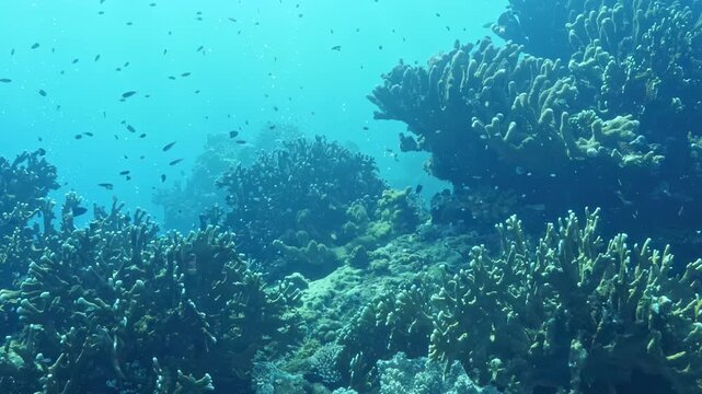 Gliding through vibrant coral garden in Banda Sea, witness lively fish dart among stunning corals, creating enchanting underwater ballet. Explore this rich ecosystem in Indonesia's Indo Pacific waters