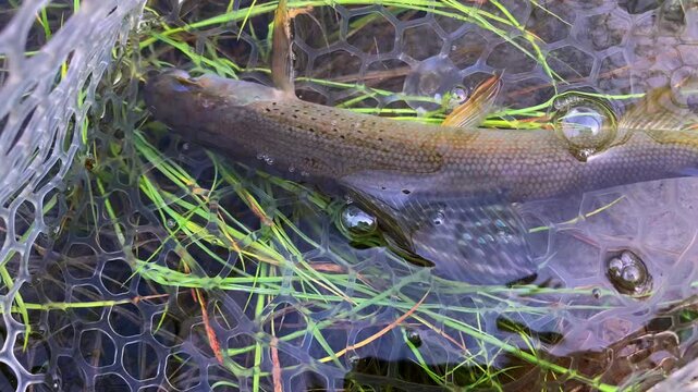 Close-up of a wild Arctic grayling showcasing its colorful and distinctive dorsal and pelvic fins. Stays still as it rests on its side in a net, submerged in a pristine mountain lake.