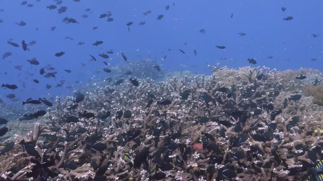 Gentle currents sway through rich biodiversity of Indonesian reef as schools of fish dance gracefully above intricate coral structures during bright and sunny afternoon in deep tropical ocean.
