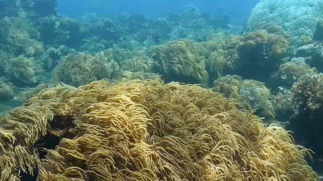 Explore the enchanting underwater world of the Banda Sea, where the camera glides over a colorful coral garden filled with life. Experience the tranquil beauty of this Indo Pacific reef.