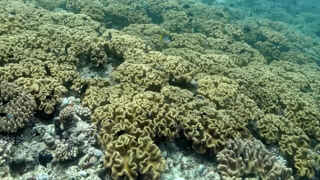 Small tropical fish swim gracefully among yellow coral structures during sunny afternoon at Great Barrier Reef, showing peaceful life and natural beauty of this underwater ecosystem in Australia.