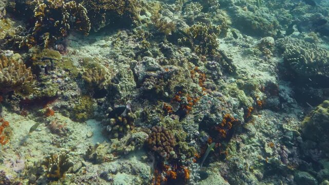Sunlight filters through crystal clear ocean waves to illuminate thriving underwater landscape of textured coral formations and colorful aquatic creatures on serene afternoon near Great Barrier Reef