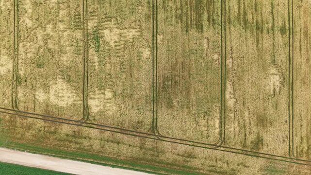 Aerial drone video sweeping over vast, geometric wheat fields in summer daylight, highlighting crop patterns, tractor tracks, and a central irrigation pivot under clear sky.