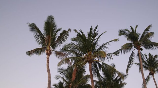 tropical palm trees sway gently against a dusk sky during sunset at Flic en Flac, capturing the tranquil evening atmosphere on the island.
