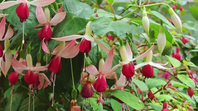 Purple-red Japanese maple flowers