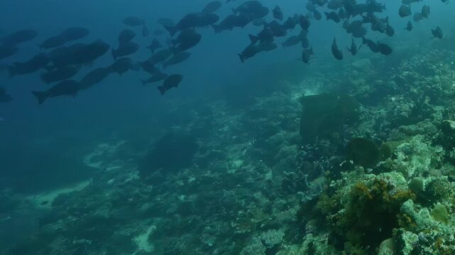 Silver fish glide over ancient coral reefs in Raja Ampat's deep blue waters as sunlight flickers across the serene, vast tropical landscape.