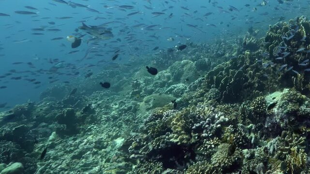 Tropical fish dart through vibrant Pacific coral reefs, thriving in the serene, sunlit sanctuary of the deep blue sea.