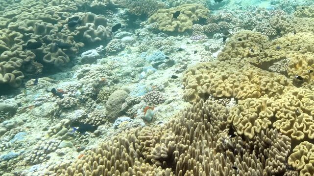 Sunlight dances across colorful coral formations while small tropical fish dart through the peaceful underwater garden during a bright afternoon in the deep blue sea.