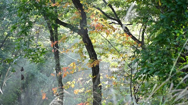 朝の光が差し込む秋の森と幻想的な光芒