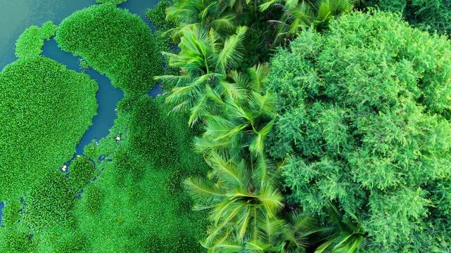 Aerial top down view of a river covered with dense green water hyacinth in South India, turquoise water winding through floating plants with coconut palm trees lining the bank, drone footage.