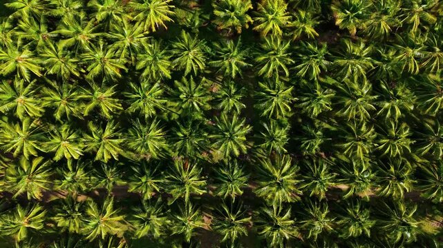 Top down aerial drone footage of a coconut palm plantation in Tamil Nadu, South India, lush green tree canopy arranged in neat symmetrical rows with a dirt path winding through the farmlands.