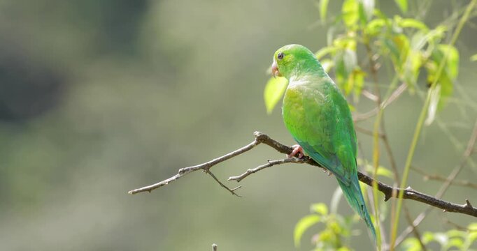 Close up of a Plain parakeet in wild on sunny day. Handheld