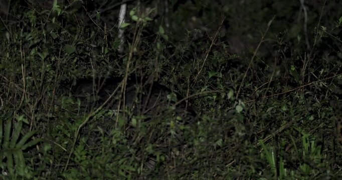 Brazilian Tapir moving through dense forest vegetation. Static