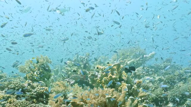 Sunlight penetrates clear blue ocean waves to reveal bustling ecosystem where countless tiny fish dart around colorful coral branches during peaceful sunny afternoon in deep tropical sea depths
