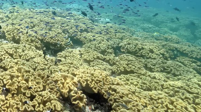 Colorful fish swim gracefully through vibrant brain coral reefs in Indonesia's crystal-clear tropical waters on a bright, peaceful afternoon.
