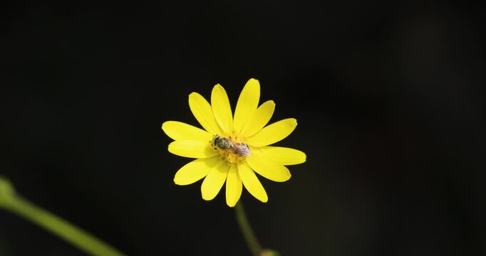 Solitary bee collecting pollen on yellow Sonki flower and taking off; slow motion macro isolated on dark