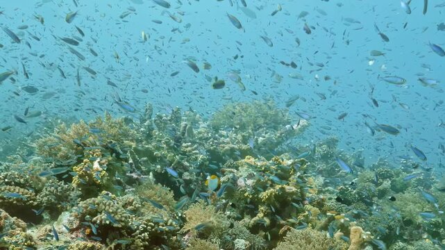 Bright sunlight illuminates a flourishing underwater world where countless tiny fish drift gracefully above intricate coral structures during a calm afternoon in the deep tropical Pacific Ocean.