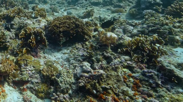 Sunlight filters through crystal clear waters to reveal a bustling underwater landscape of colorful coral structures and tiny fish swimming peacefully during a bright morning in the Maldives.