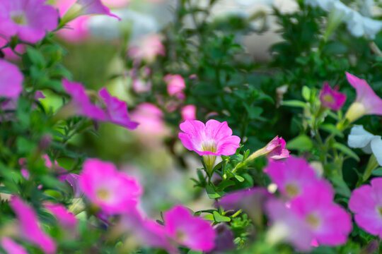 Blooming pink petunia flowers soft bokeh lush green foliage creating fresh colorful garden background for spring summer floral nature themes