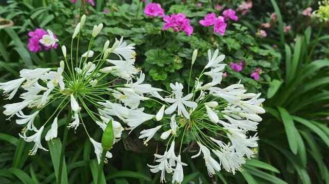 White spider flower, Cleome, in the garden.
